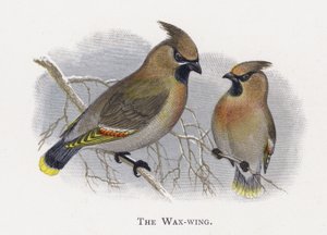 The Wax-wing by Alexander Francis Lydon